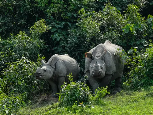 KAZIRANGA RHINO SAFARI EXPERIENCE